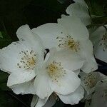 Philadelphus coronarius Flower
