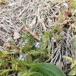 Myosotis minutiflora Virág