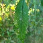 Callicoma serratifolia Leaf