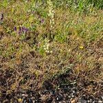 Odontostomum hartwegii Blomst