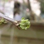 Zanthoxylum bungeanum Leaf