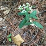 Euphorbia corollata Blüte