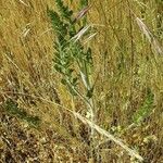 Silene italica Liść