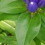 Gentiana clausa Blatt