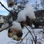 Symphoricarpos albus Plod