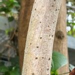 Thespesia populnea Bark