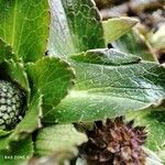 Eryngium humileLeht