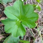 Alchemilla glabra Blad