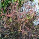 Drosera binata Frunză