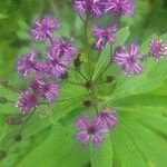 Vernonia noveboracensis Flower