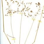 Deschampsia flexuosa Blüte