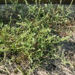 Salsola tragus Leaf