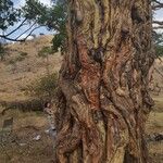 Vachellia xanthophloea आदत