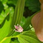 Streptopus lanceolatus Flor