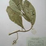 Rauvolfia serpentina その他の提案