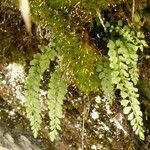 Asplenium trichomanes-ramosum অভ্যাস