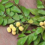 Drypetes gerrardii Fruit