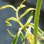 Mutellina adonidifolia 葉