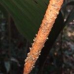 Geonoma macrostachys Кора