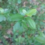 Myrsine africana Likasa