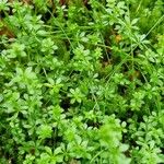 Galium saxatile Blad