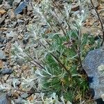 Artemisia umbelliformis Habit