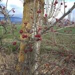 Crataegus laciniata Плод