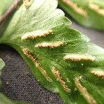 Asplenium inaequilaterale Folha