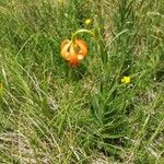 Lilium carniolicum Bloem