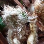 Polystichum munitum Foglia