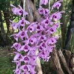 Dendrobium anosmum Blüte