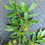 Campomanesia phaea Leaf