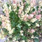 Rumex vesicarius その他の提案