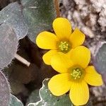 Oxalis corniculata Blüte