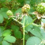 Rubus platyacanthus Otro