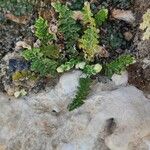 Cosentinia vellea Mosusu