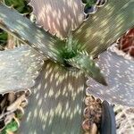 Aloe mudenensis Blatt