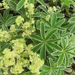 Alchemilla alpigena Blatt