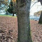 Quercus kelloggii Bark