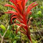 Pitcairnia bifrons Blodyn