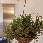 Tillandsia aeranthos 葉