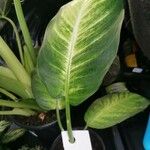 Dieffenbachia seguineপাতা