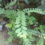 Phyllanthus niruri 葉