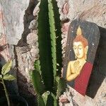 Euphorbia abyssinica Hoja