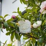 Camellia sasanqua Květ