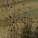 Eragrostis paniciformis Habit