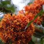 Saraca indica Flor