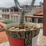 Euphorbia greenwayi Corteza