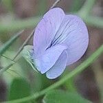 Lathyrus angulatus 花