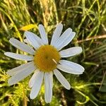 Matricaria chamomillaFlower